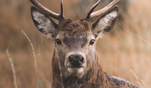 Preview wallpaper deer, horns, glance, grass