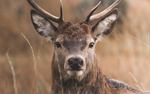 Preview wallpaper deer, horns, glance, grass
