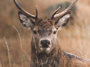 Preview wallpaper deer, horns, glance, grass