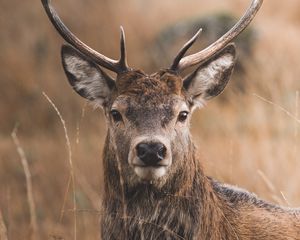 Preview wallpaper deer, horns, glance, grass