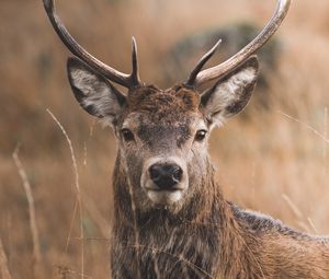 Preview wallpaper deer, horns, glance, grass