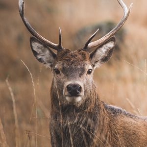 Preview wallpaper deer, horns, glance, grass