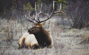 Preview wallpaper deer, horns, grass, lie