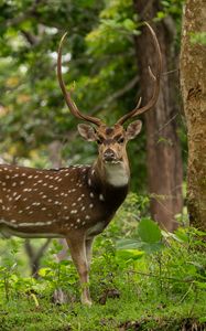 Preview wallpaper deer, horns, grass, wildlife