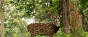 Preview wallpaper deer, horns, grass, wildlife