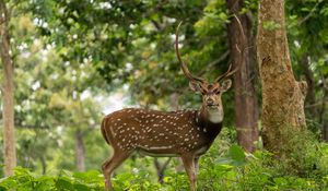 Preview wallpaper deer, horns, grass, wildlife