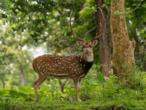 Preview wallpaper deer, horns, grass, wildlife