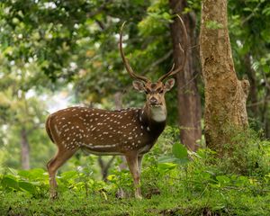 Preview wallpaper deer, horns, grass, wildlife