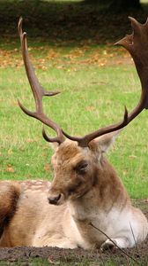 Preview wallpaper deer, horns, grass, wood