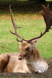 Preview wallpaper deer, horns, grass, wood