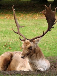 Preview wallpaper deer, horns, grass, wood