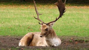 Preview wallpaper deer, horns, grass, wood