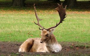 Preview wallpaper deer, horns, grass, wood