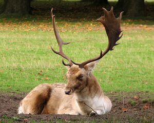 Preview wallpaper deer, horns, grass, wood