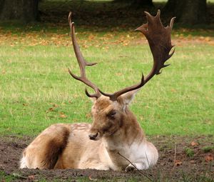 Preview wallpaper deer, horns, grass, wood