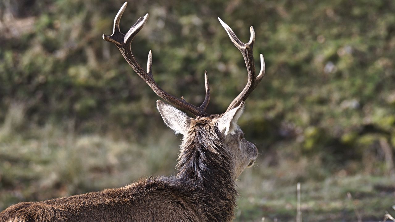 Wallpaper deer, horns, head