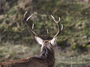 Preview wallpaper deer, horns, head