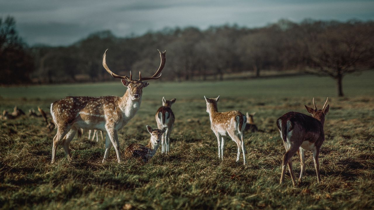 Wallpaper deer, horns, herbivore, animal