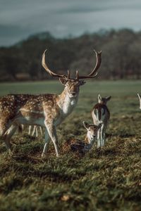 Preview wallpaper deer, horns, herbivore, animal