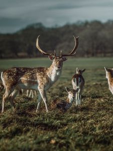 Preview wallpaper deer, horns, herbivore, animal