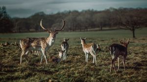 Preview wallpaper deer, horns, herbivore, animal
