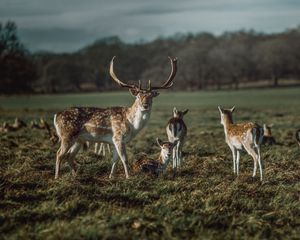 Preview wallpaper deer, horns, herbivore, animal