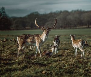 Preview wallpaper deer, horns, herbivore, animal