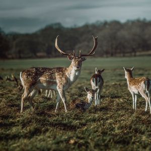 Preview wallpaper deer, horns, herbivore, animal