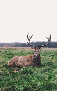 Preview wallpaper deer, horns, lies, grass