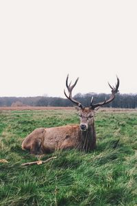 Preview wallpaper deer, horns, lies, grass