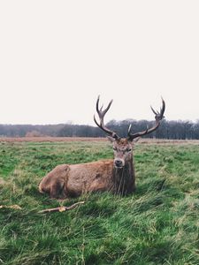 Preview wallpaper deer, horns, lies, grass