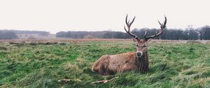 Preview wallpaper deer, horns, lies, grass