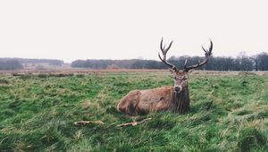 Preview wallpaper deer, horns, lies, grass