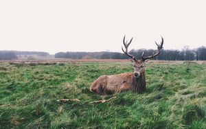 Preview wallpaper deer, horns, lies, grass