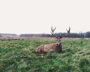 Preview wallpaper deer, horns, lies, grass