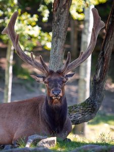 Preview wallpaper deer, horns, lying, nature, tree