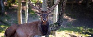 Preview wallpaper deer, horns, lying, nature, tree