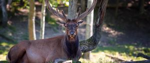 Preview wallpaper deer, horns, lying, nature, tree