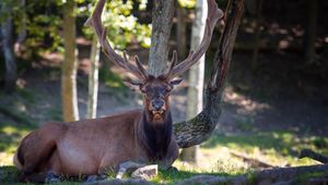 Preview wallpaper deer, horns, lying, nature, tree