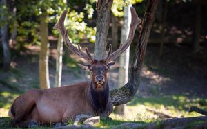 Preview wallpaper deer, horns, lying, nature, tree