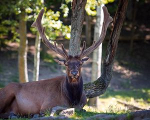 Preview wallpaper deer, horns, lying, nature, tree