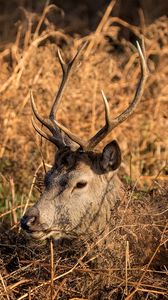 Preview wallpaper deer, horns, profile