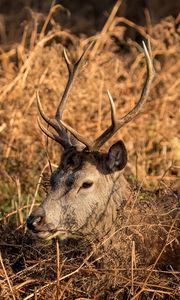 Preview wallpaper deer, horns, profile