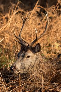 Preview wallpaper deer, horns, profile