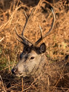 Preview wallpaper deer, horns, profile