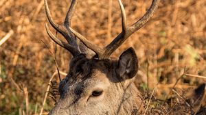 Preview wallpaper deer, horns, profile
