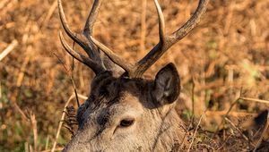 Preview wallpaper deer, horns, profile