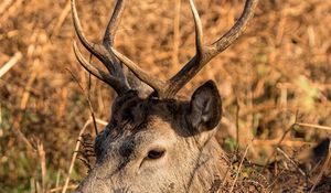 Preview wallpaper deer, horns, profile