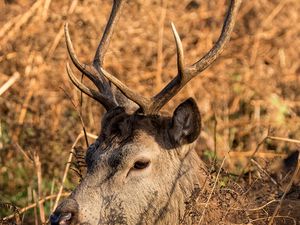 Preview wallpaper deer, horns, profile