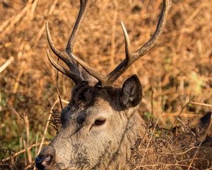 Preview wallpaper deer, horns, profile